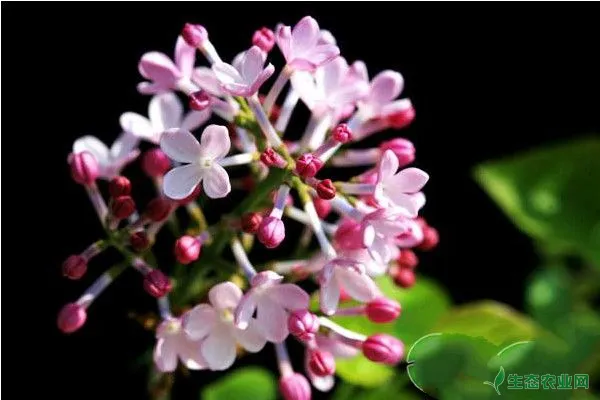 紫丁香高效栽培技术及日常养护管理