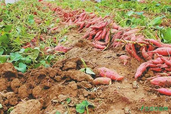 红薯如何正确施肥？老农红薯种植高产施肥策略秘诀
