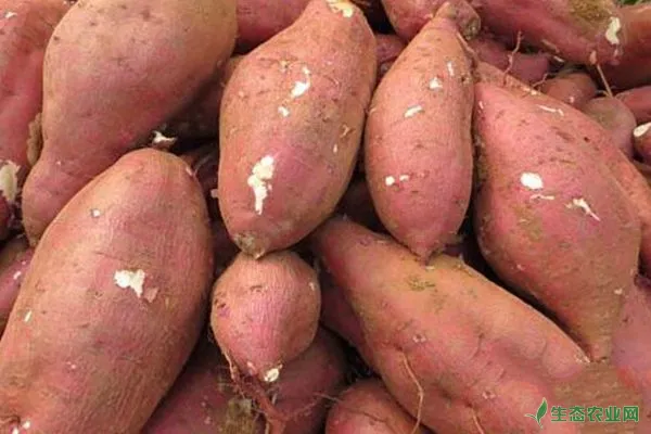 红薯有没有种子？为什么红薯常用红薯蔓繁殖？