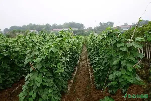 种植四季豆提高产量的施肥技巧有哪些？