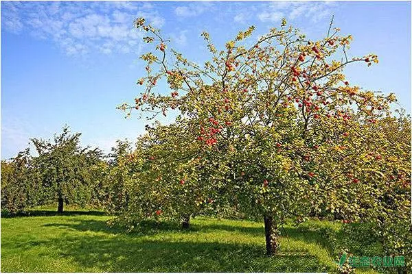 红富士苹果怎么上色？红富士苹果着色栽培技术