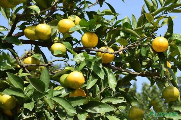 柑柑橘如何预防日灼病？夏季高温柑橘日灼病防治技巧