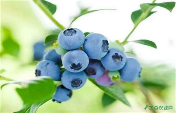 怎样提升蓝莓的产量