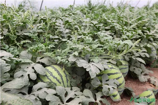 西瓜生长环境要求和常见栽培模式