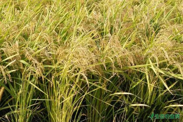 水稻容易晚熟怎么办？做好这几个措施能促进水稻早熟