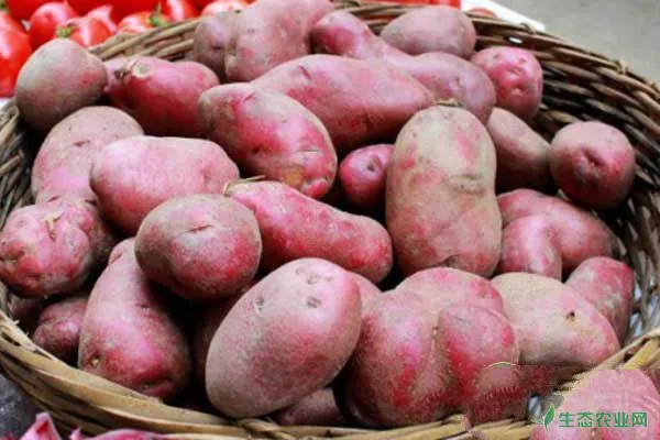红皮土豆的高产栽培管理方法