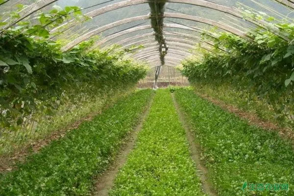 大棚蔬菜高效益种植管理新技术