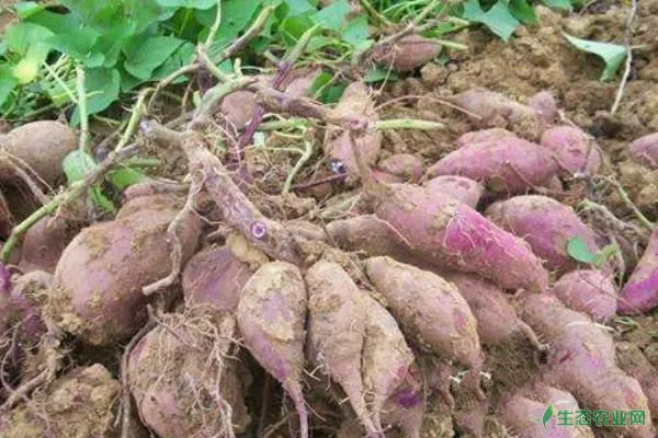 紫薯种植适合什么土壤？