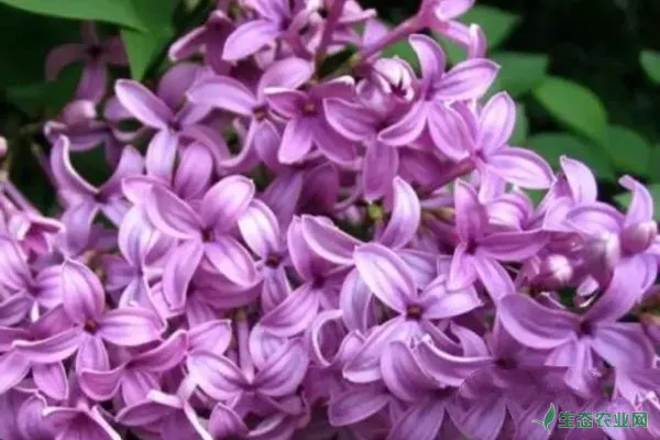 紫丁香怎么种植？紫丁香播种繁殖育苗技术详解