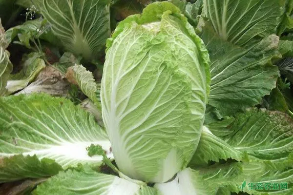大白菜怎么种能高产？大白菜高产高效益栽培管理技巧