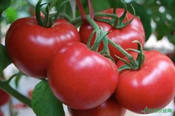 西红柿叶子发黄怎么防治？