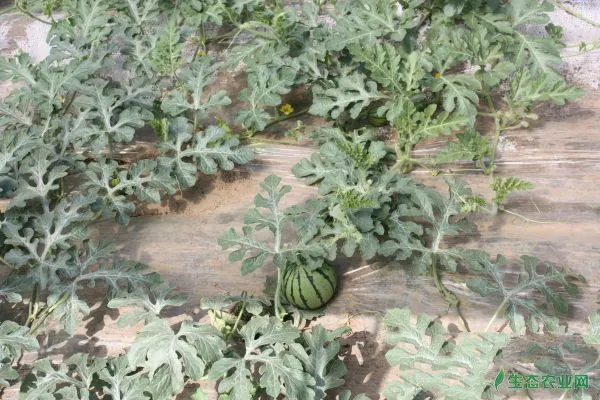 塑料大棚西瓜的种植技术与管理方法