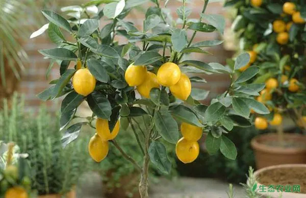 栽培柠檬的小心事项