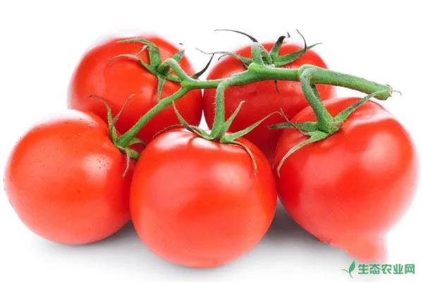 番茄无土栽培设施条件及管理要点