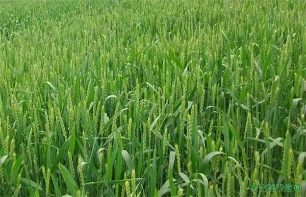 冬小麦的需肥特性