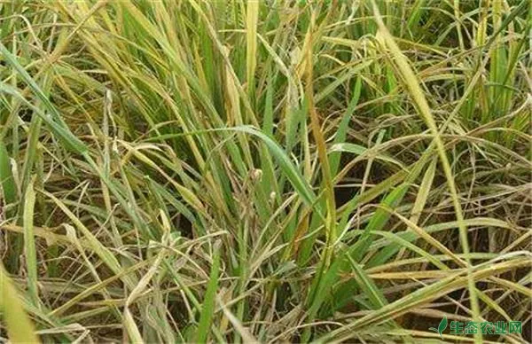 水稻早衰的起因及防治和治疗办法