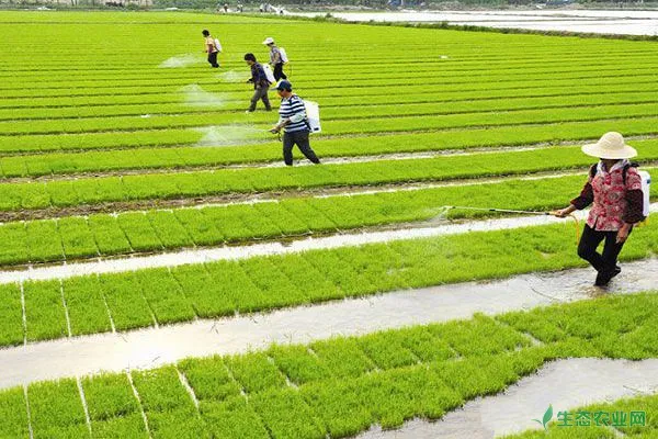 水稻有哪些常见病虫害？