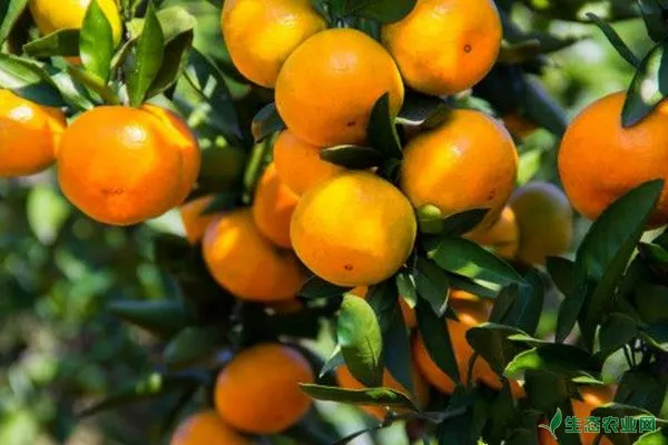 柑橘常见病害发生规律及综合防治措施