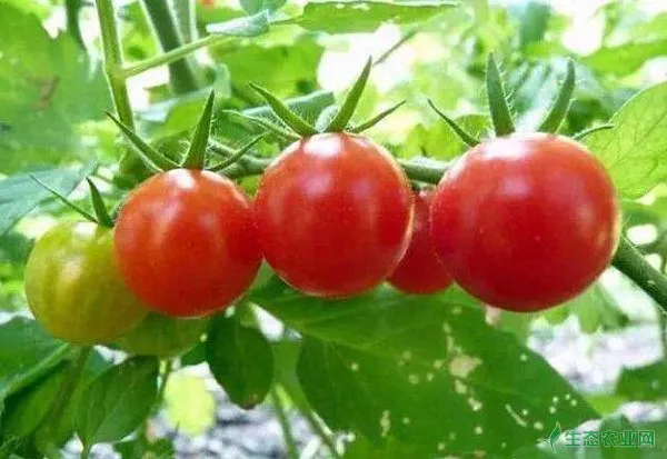 番茄转色时期摘叶要堤防这两个问题