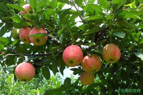 苹果树种植的追肥时间以及追肥方法操作