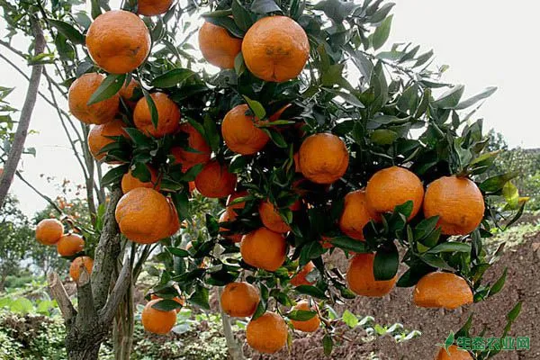 柑橘膨大期怎么蔬果？柑橘膨大期的蔬果技巧