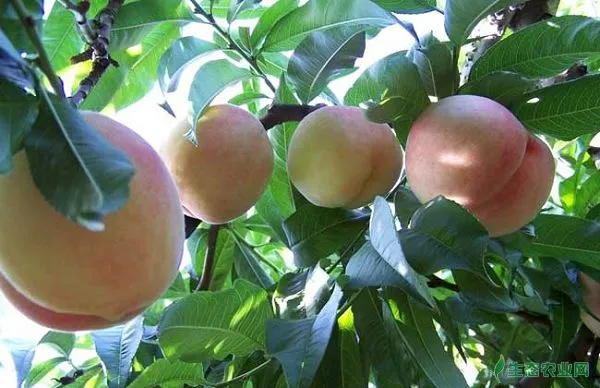 桃树什么时候栽培？
