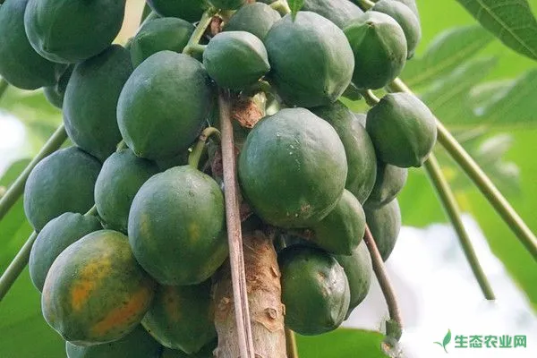 木瓜高产种植技术