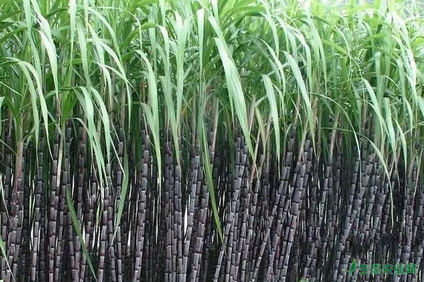 甘蔗科学种植管理方法，轻松让甘蔗高产