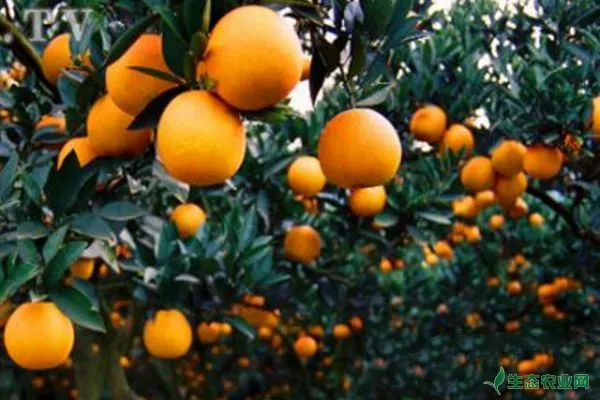 柑橘秋梢期病虫害有哪些？柑橘秋梢期病虫害防治药剂