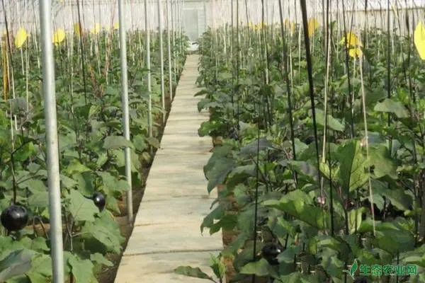 茄子种植如何提高产量？须掌握茄子栽培七大措施