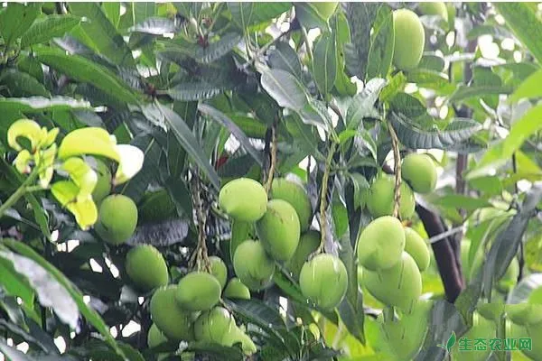 高产芒果需要掌握的种植技巧有哪些？