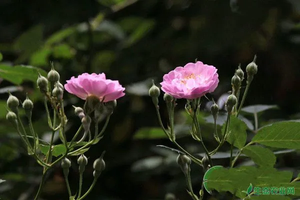 野蔷薇繁殖方法及病虫害防治