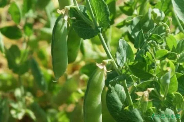 豌豆种植时间及种植技术要点