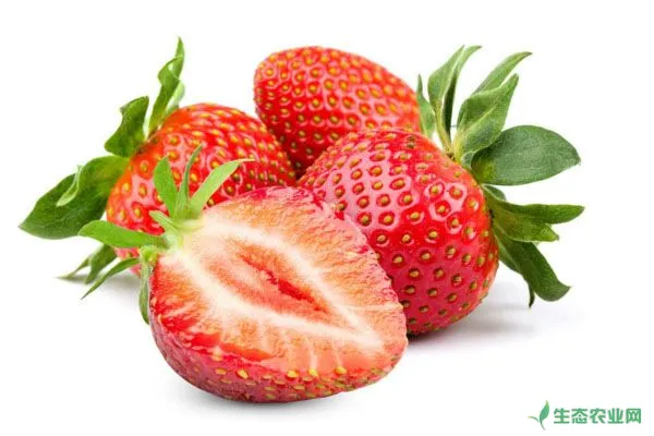 草莓白粉病，有哪些症状？如何防治？