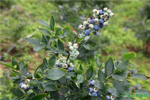家里怎样种植蓝莓？蓝莓的营养价值有哪些？