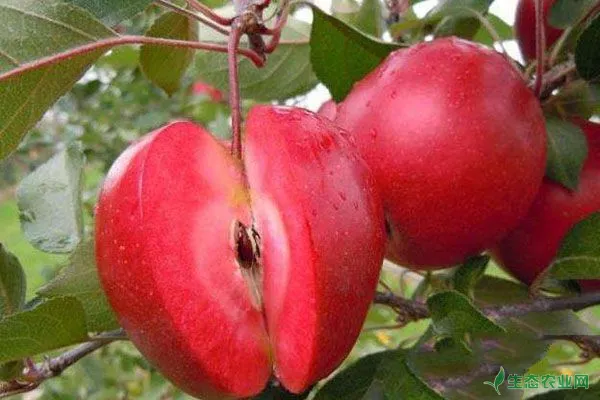 种植红肉苹果怎么才能高产高质？做好这四点即可