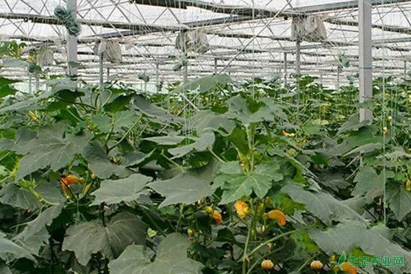 板栗南瓜种植技术与管理