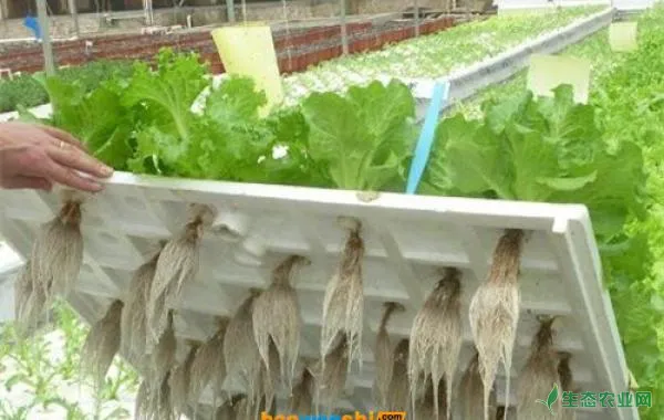 水培蔬菜的栽培管理及优势