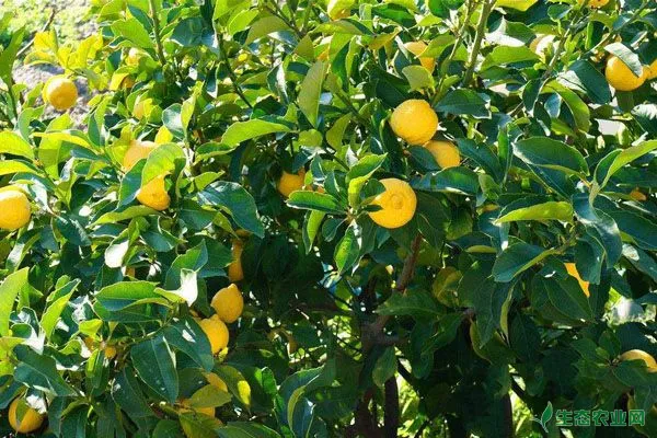 柠檬常见病虫害类型及其防治