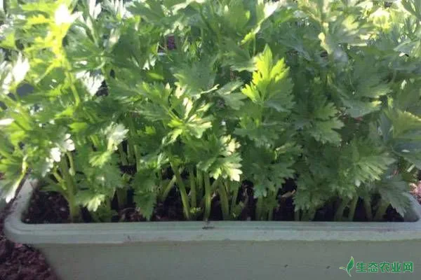 盆栽芹菜的种植方法和要点