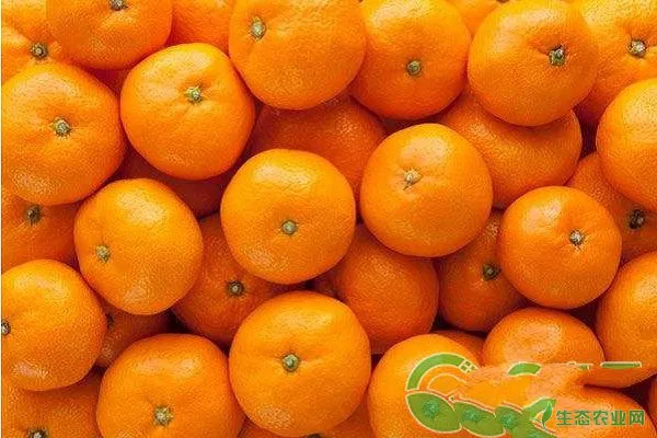 柑橘黄龙病的症状是什么？如何防控柑橘黄龙病？