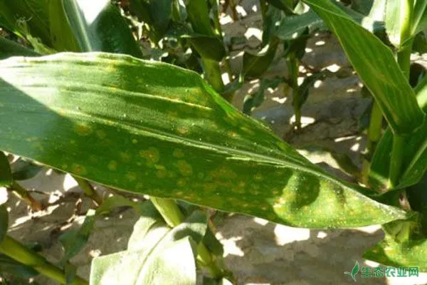 玉米弯孢霉叶斑病防治方法