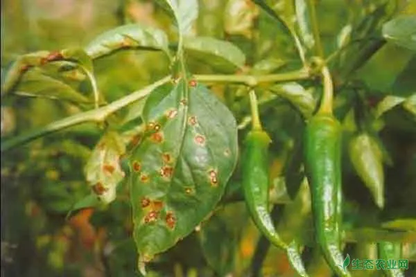 高温多雨时节，辣椒大量落叶是何原因？如何预防？