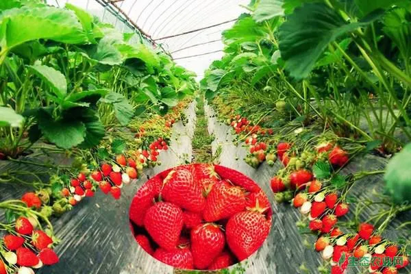 草莓移栽起苗有哪些注意要点？做好这些可提高成活率