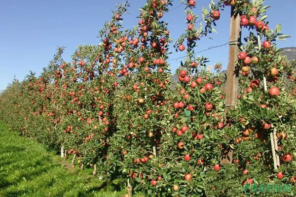 苹果树六月追肥用量及注意事项