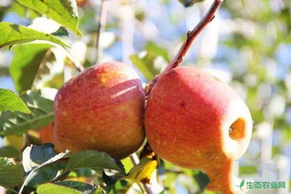 苹果种植枝接方法及枝接后的管理技术