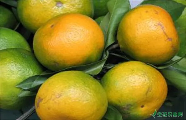 柑橘返青是什么，因素酿成的
