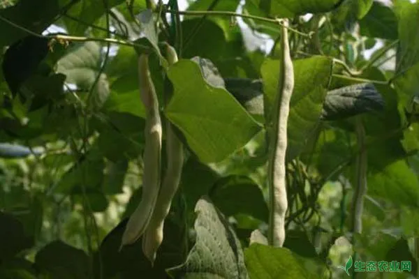 温室菜豆高产种植技术