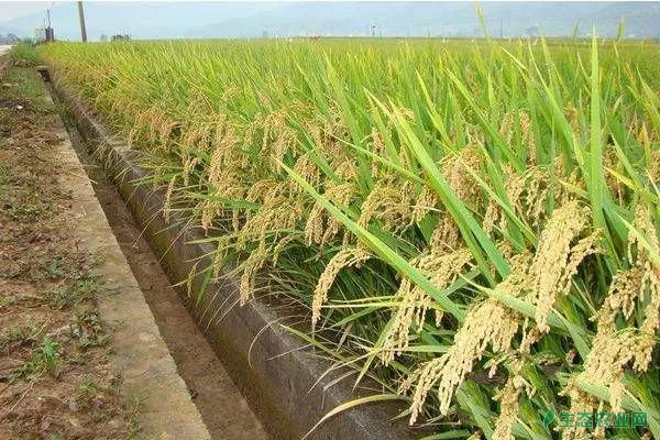 水稻除草需注意哪些事项？