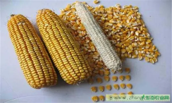 玉米千粒重一般多少，决定玉米粒重的关键期